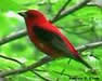 Scarlet Tanager